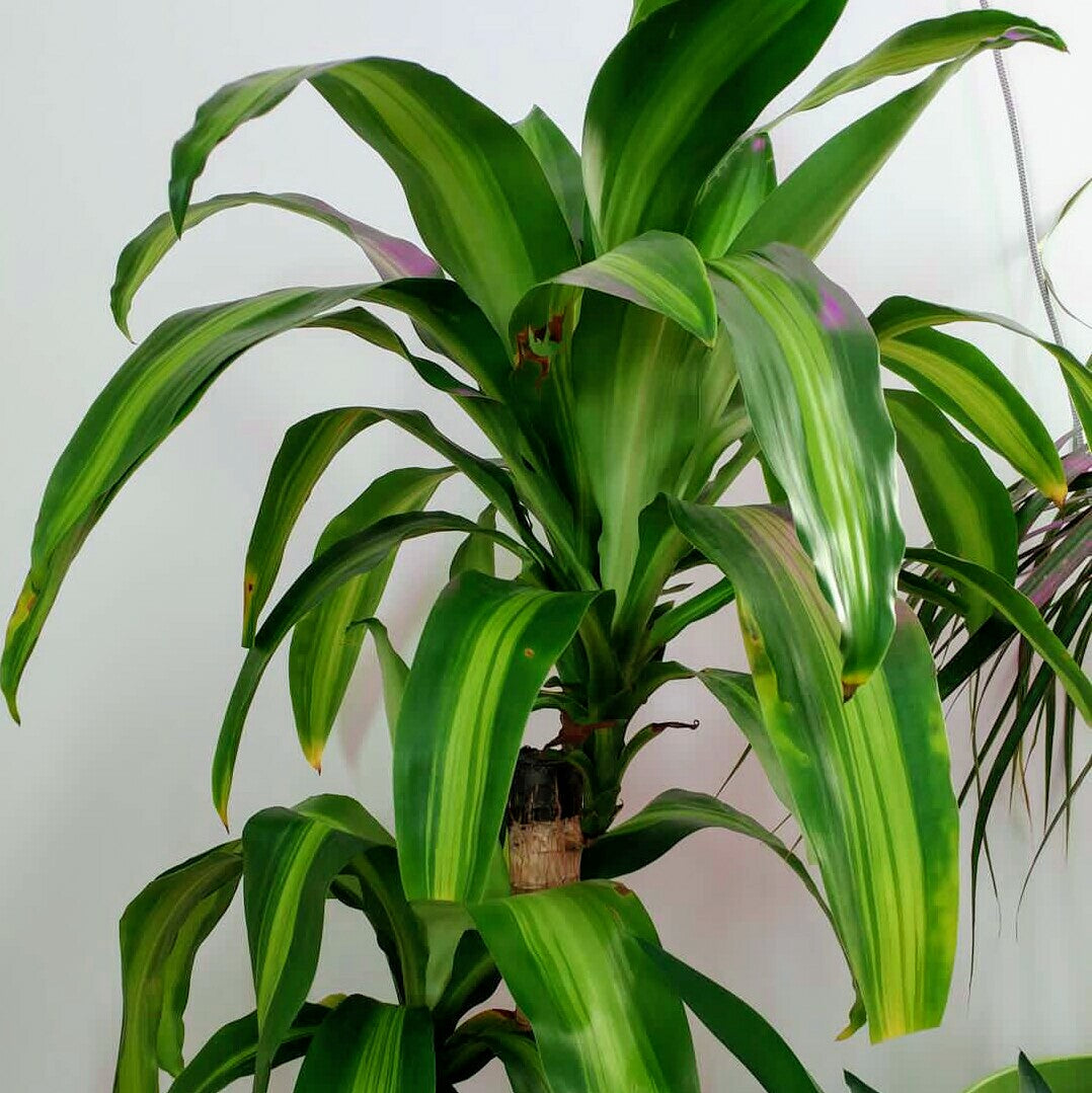 Dracaena