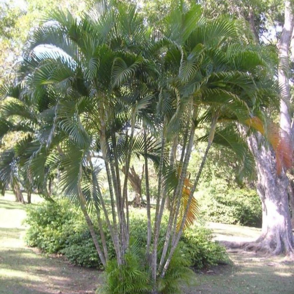 Areca Palm