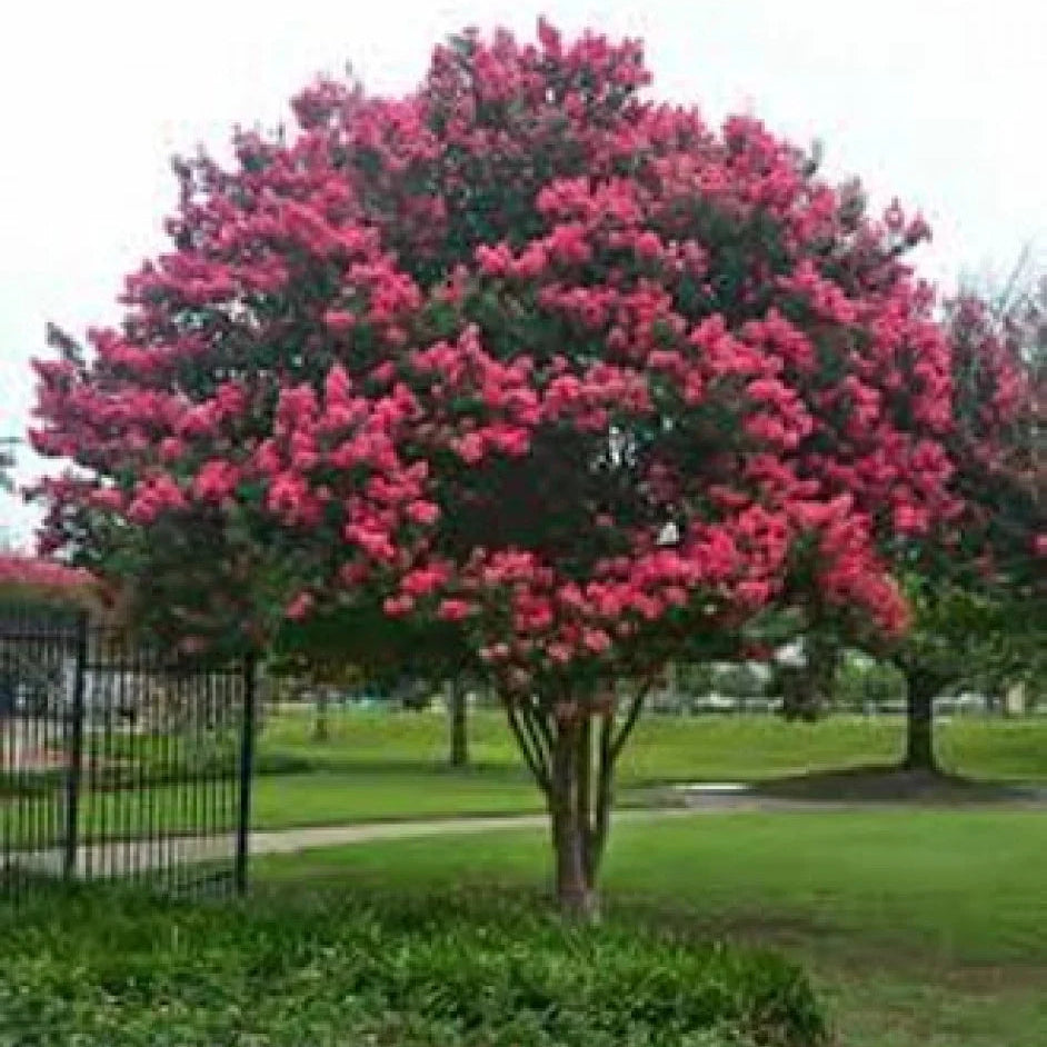 Crape Myrtle