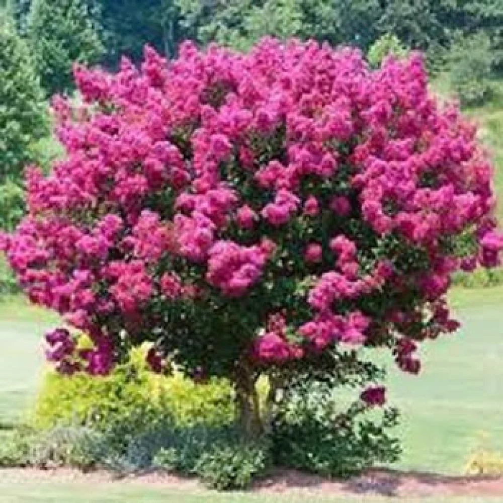 Crape Myrtle