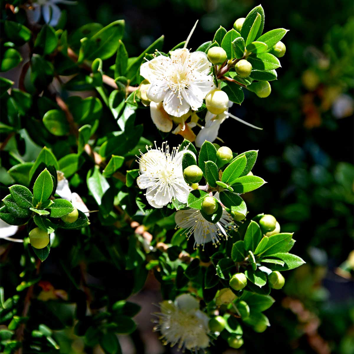 Musk Rose