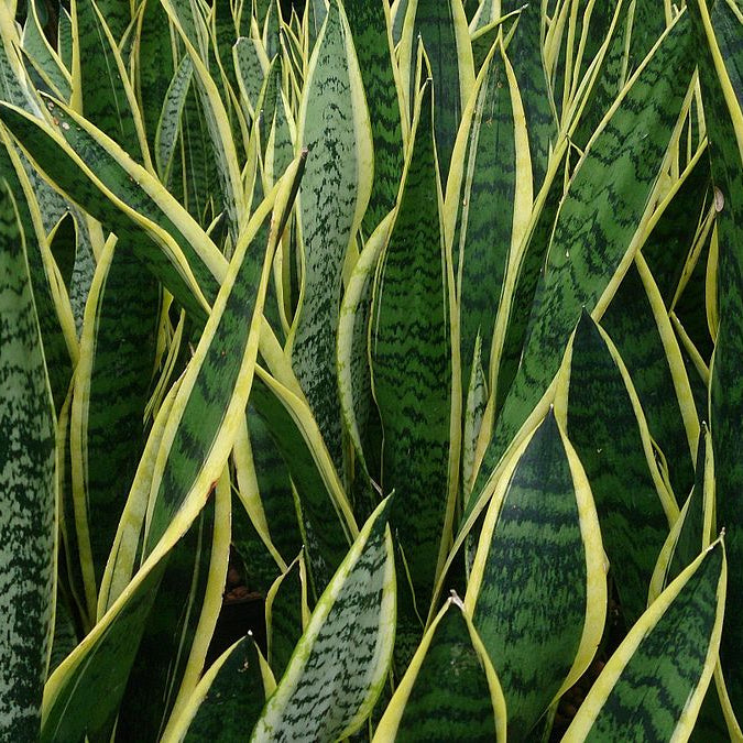 Snake Plant