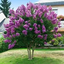 Crape Myrtle