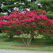 Crape Myrtle