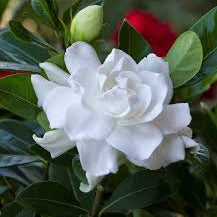 Gardenia