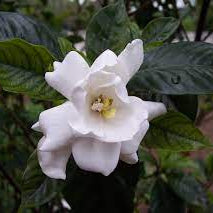 Gardenia
