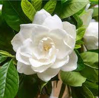 Gardenia