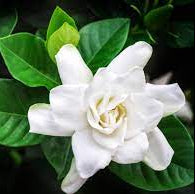 Gardenia