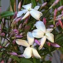 Jasminum