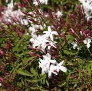 Jasminum