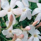 Jasminum
