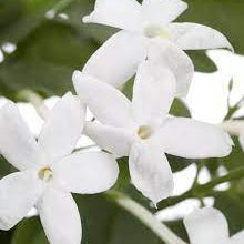 Jasminum