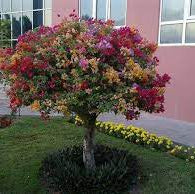 Bougainvillea