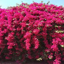 Bougainvillea