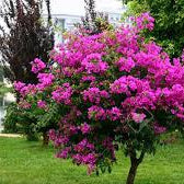 Bougainvillea