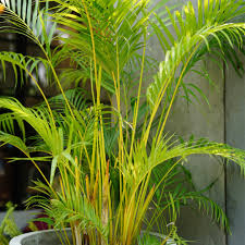 Areca Palm
