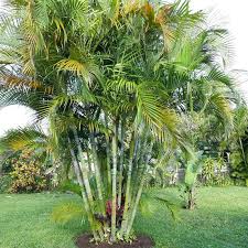 Areca Palm