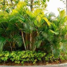 Areca Palm