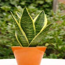 Snake Plant