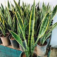 Snake Plant